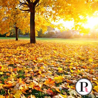 Colorful sunlighted autumn park